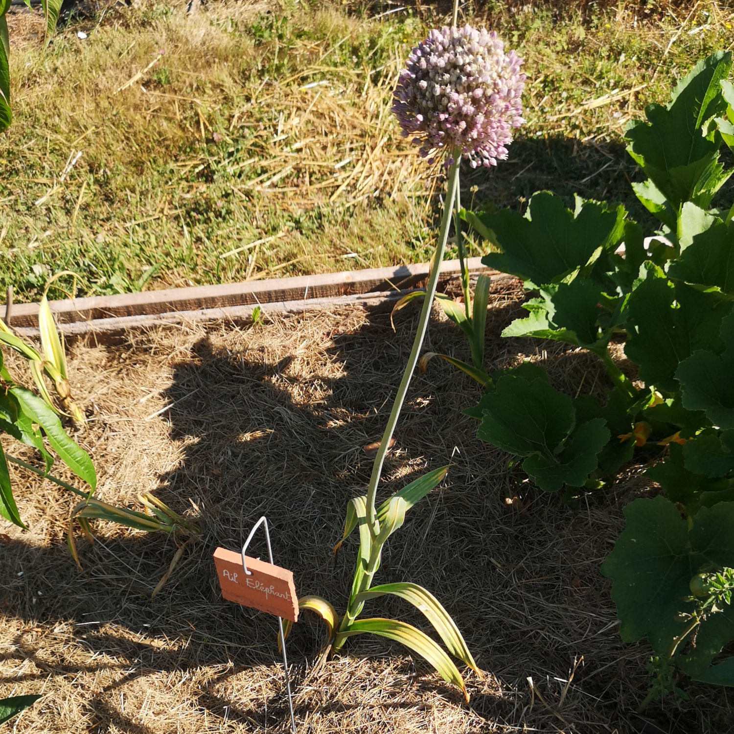 Ail éléphant – Image 2