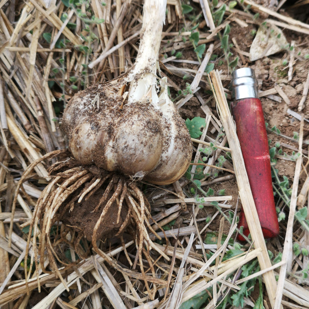 Ail éléphant – Image 3