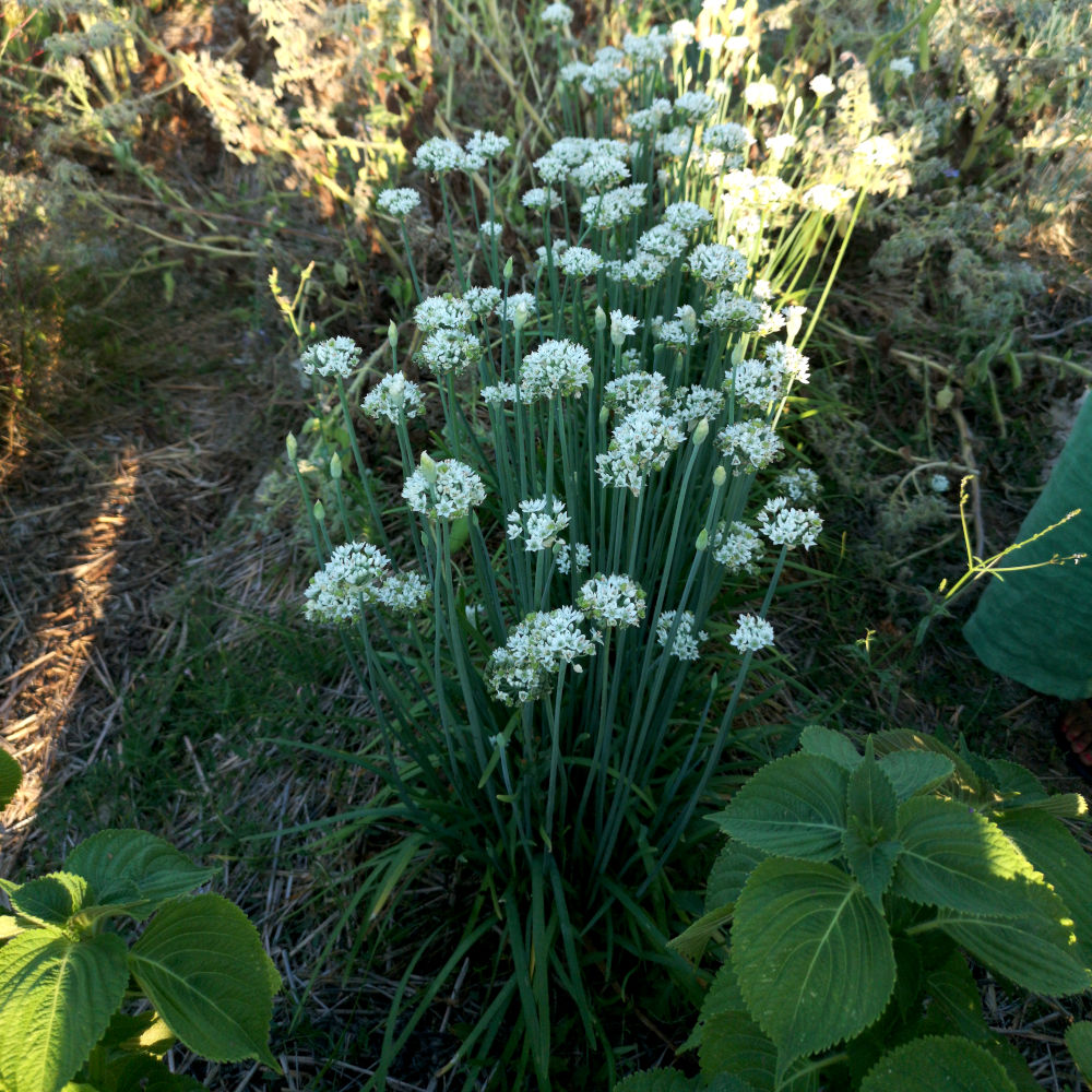 Ciboule de chine – Image 2