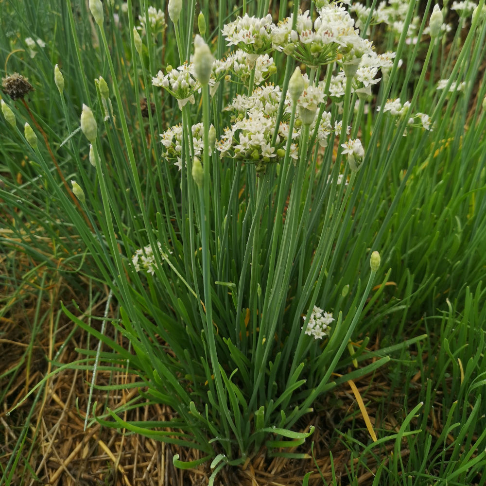 Ciboule de chine