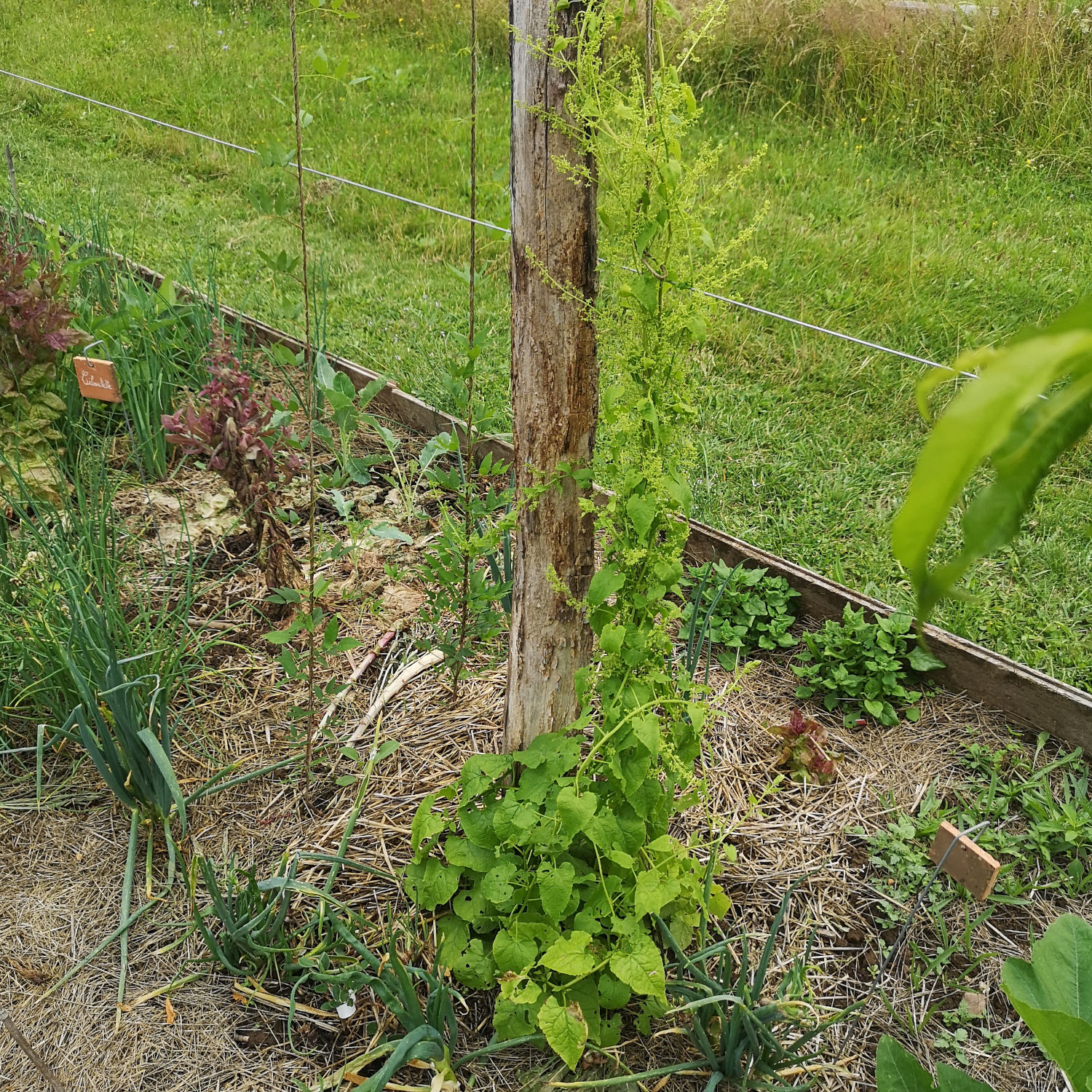 Épinard du Caucase – Image 3