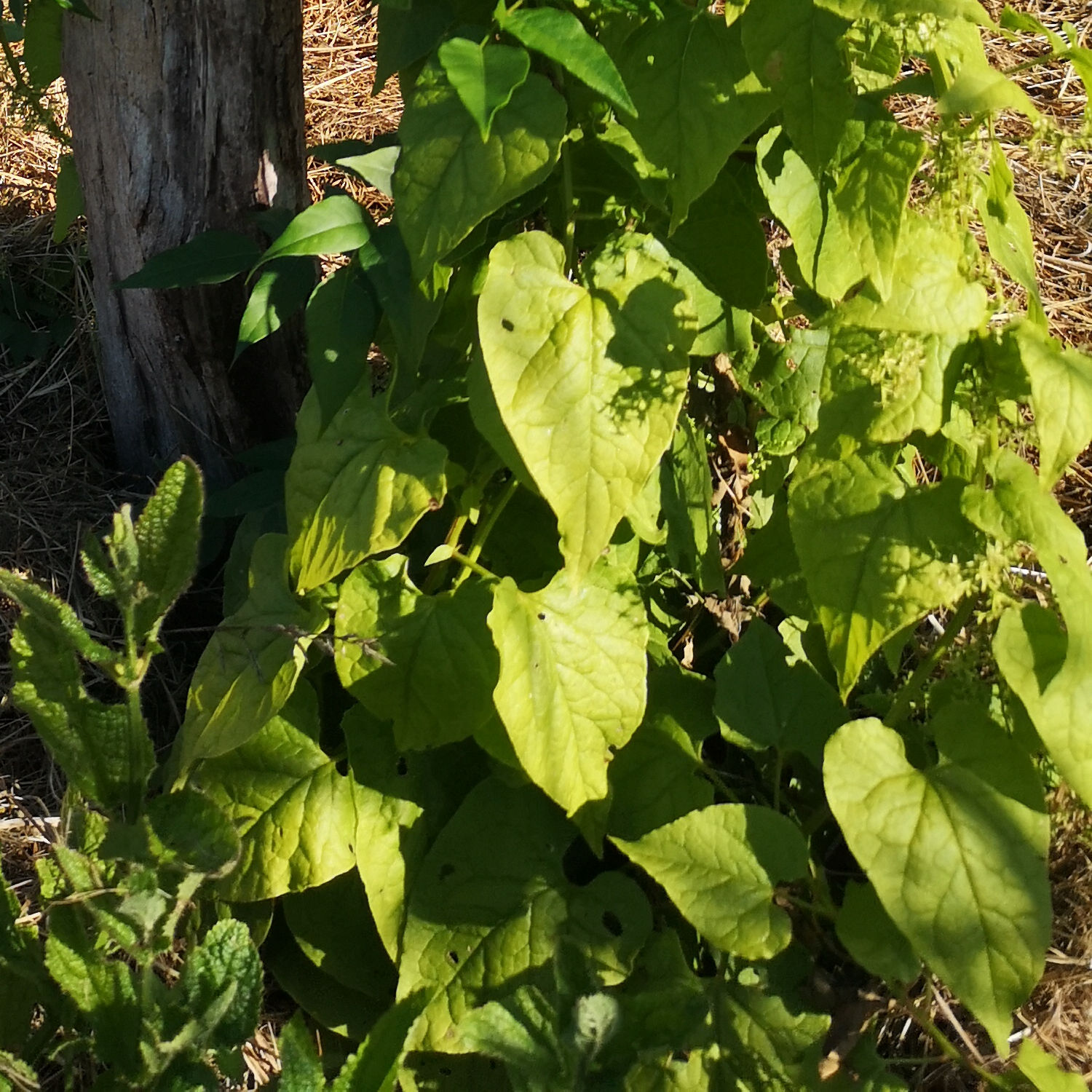 Épinard du Caucase – Image 2