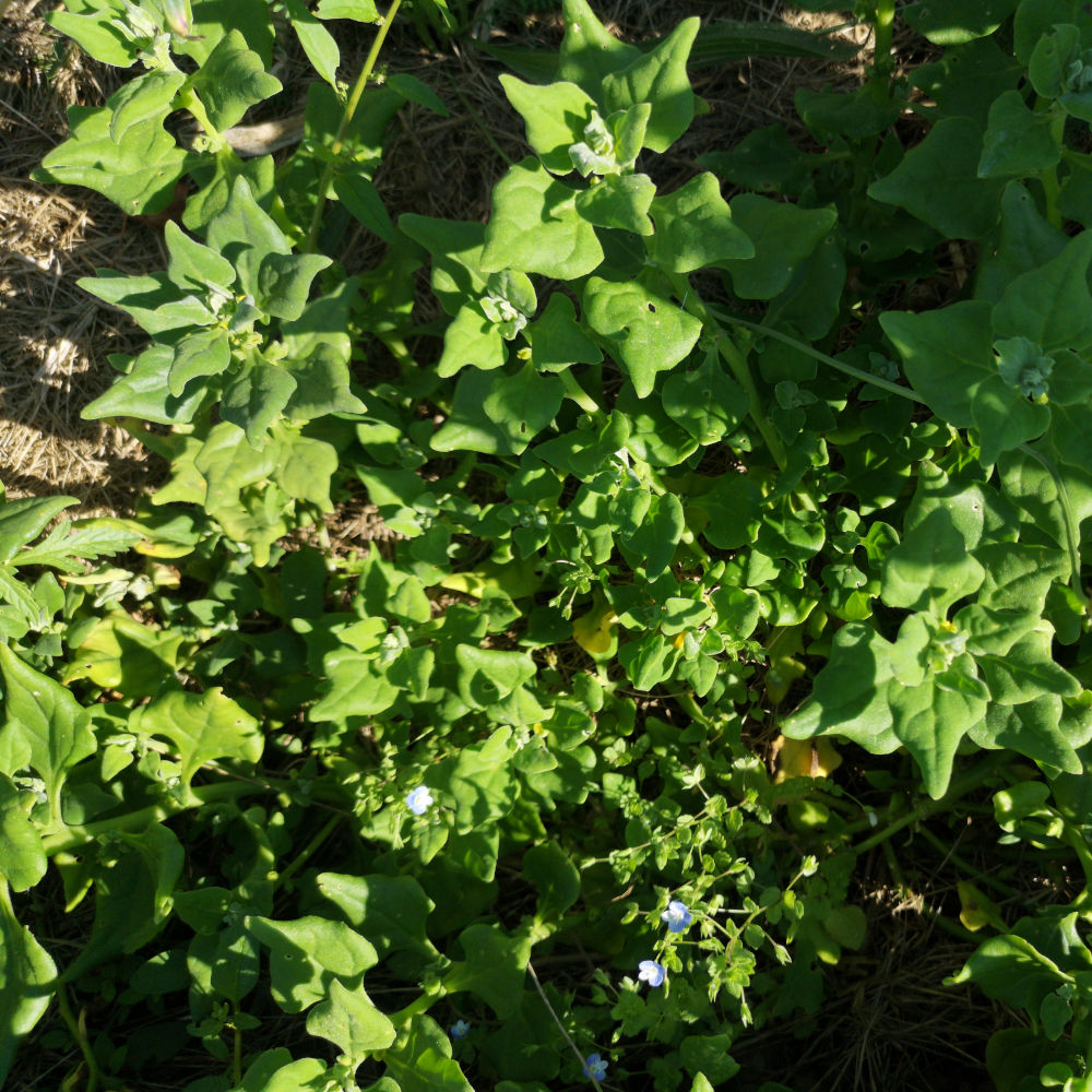 Tétragone cornue – Image 2