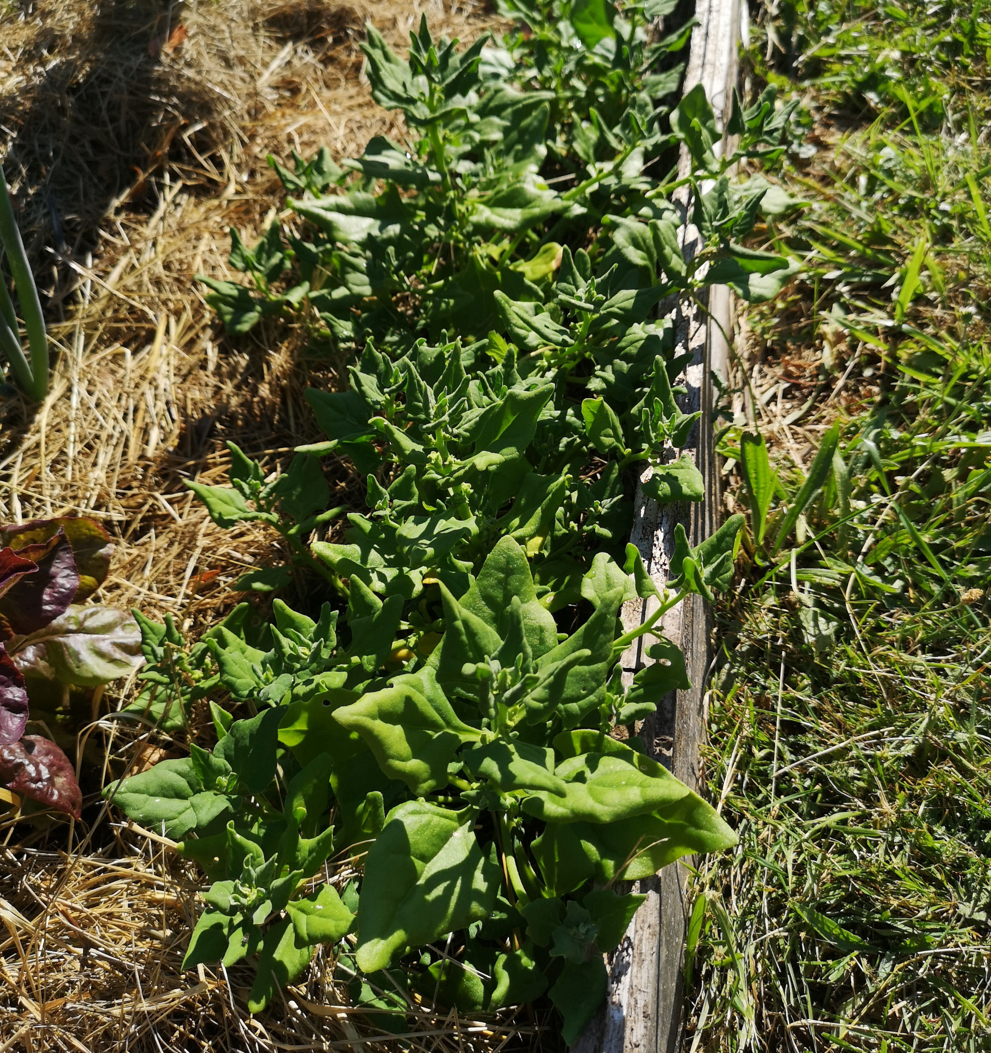 Tétragone cornue – Image 3