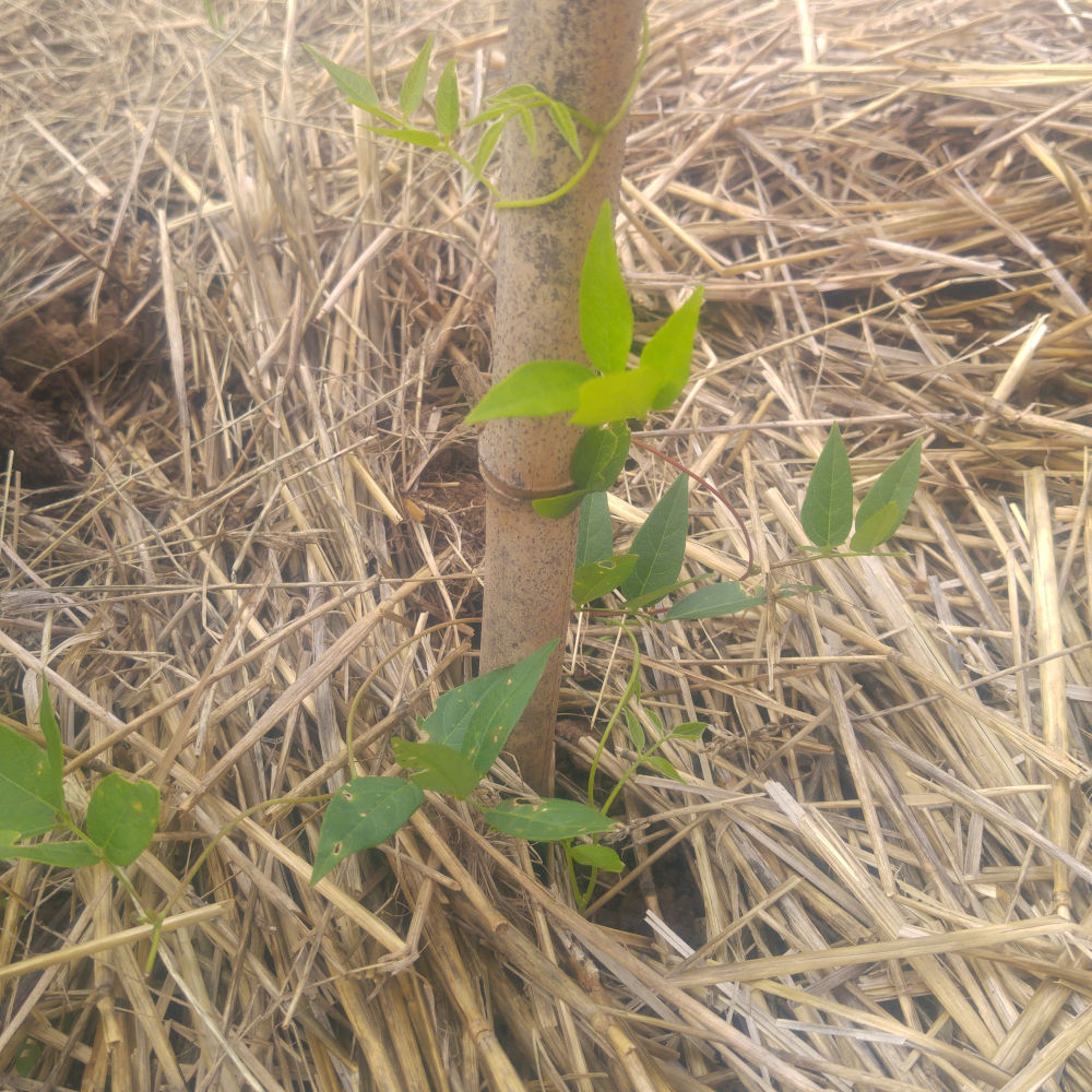 Glycine tubéreuse – Image 2