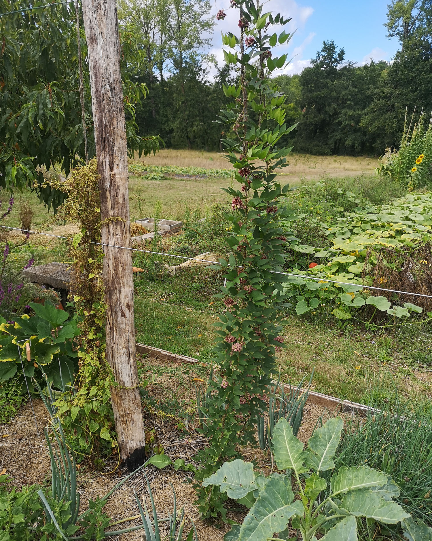 Glycine tubéreuse – Image 3