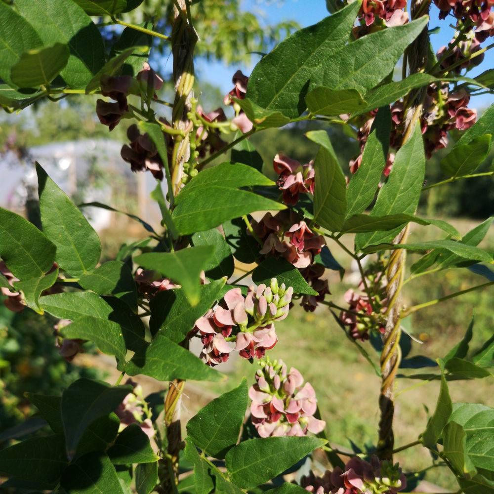 Glycine tubéreuse