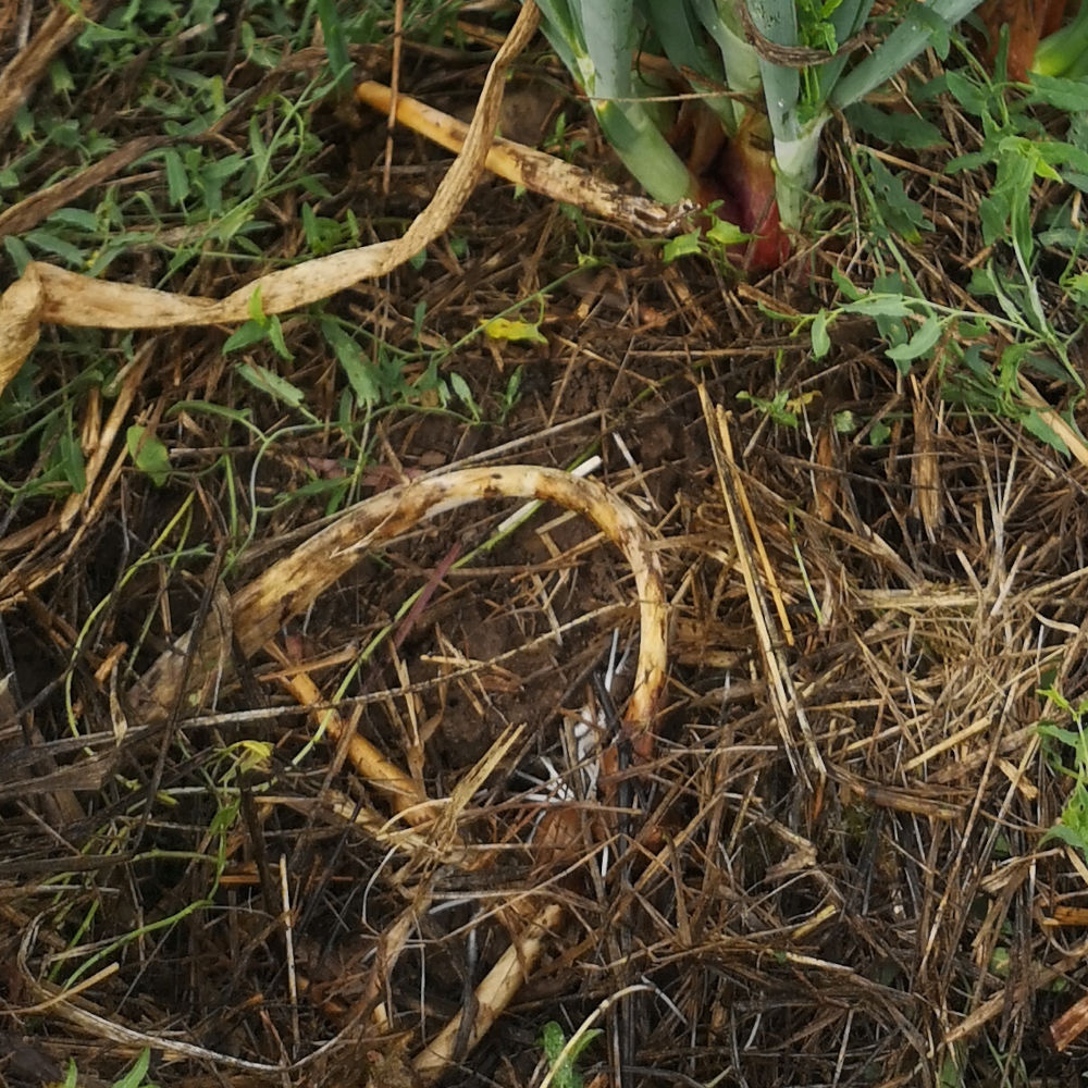 Oignon rocambole – Image 2