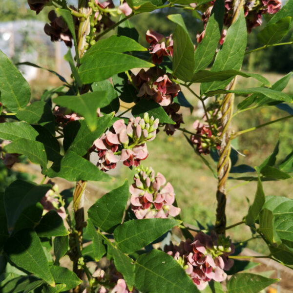 Glycine tubéreuse
