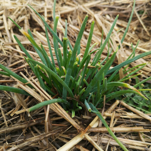 Echalotte perpétuelle