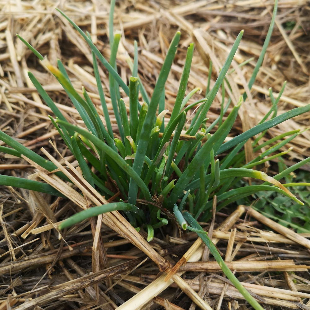 Echalotte perpétuelle