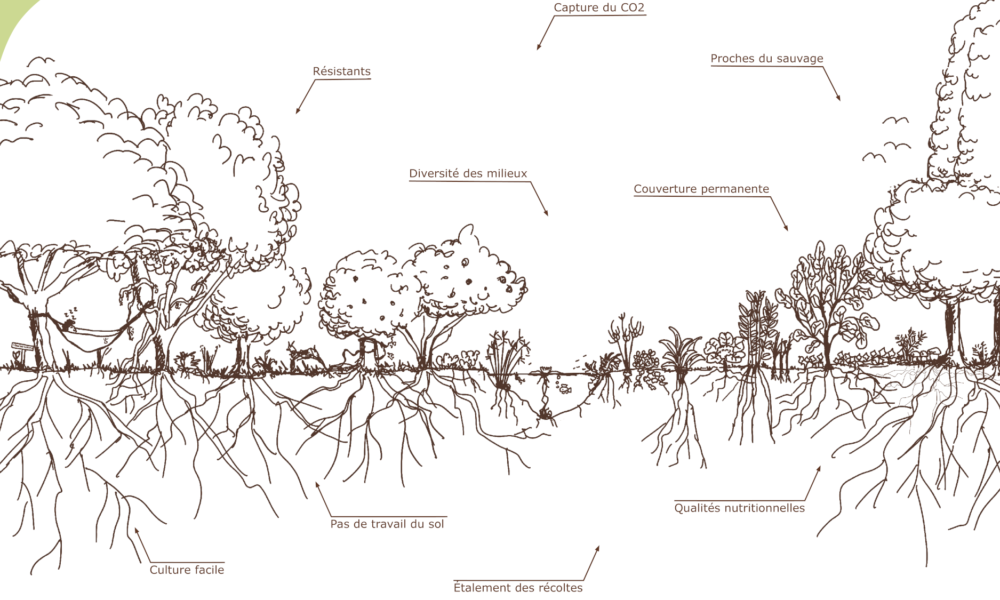 Légumes perpétuels : des qualités qui s’expriment pleinement en jardin-forêt