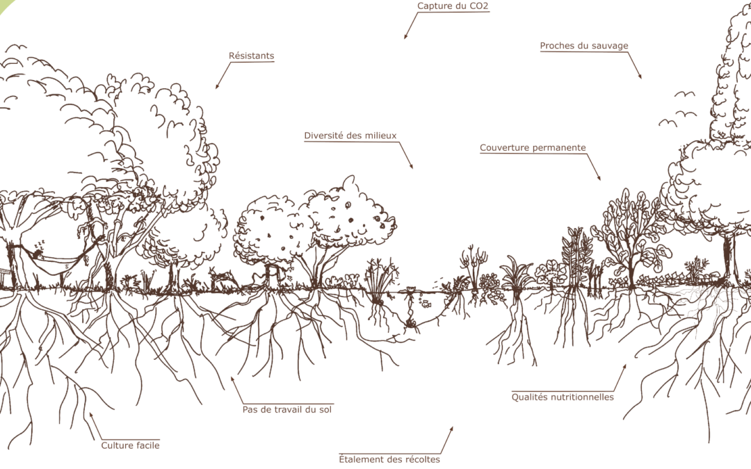 Légumes perpétuels : des qualités qui s’expriment pleinement en jardin-forêt