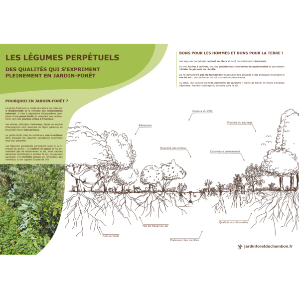 légumes perpétuels et jardin-forêt