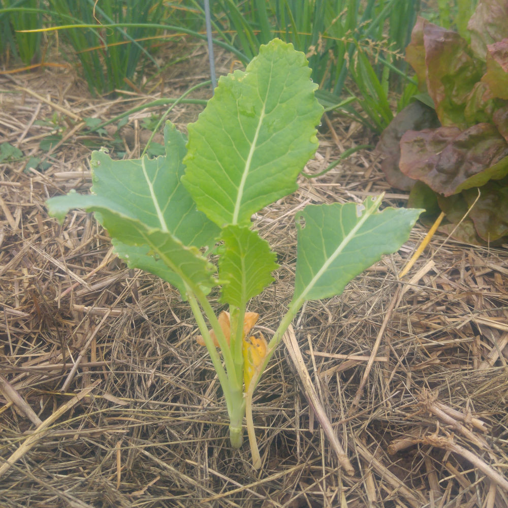 Brocoli Nine star perennial – Image 2