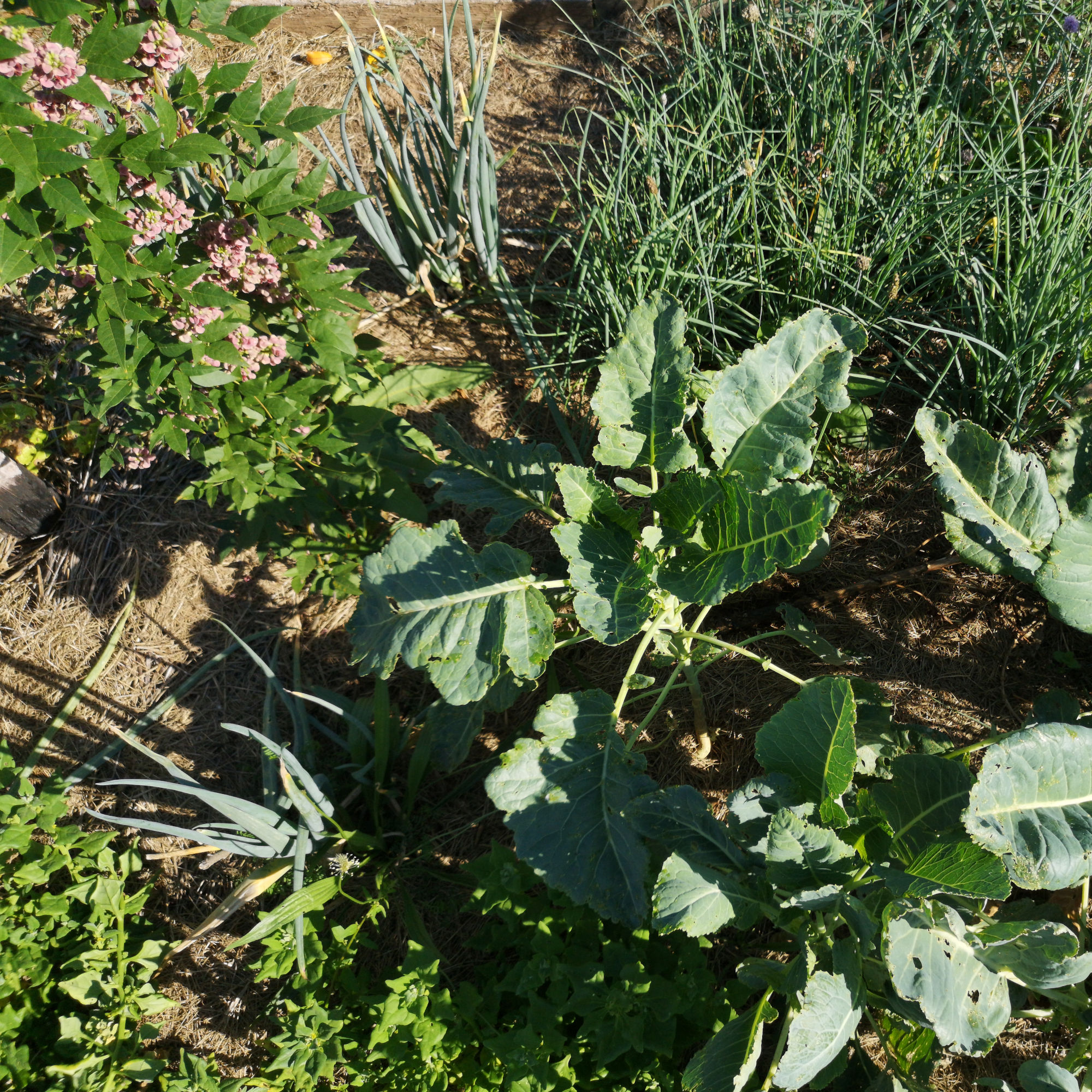 Brocoli Nine star perennial – Image 4