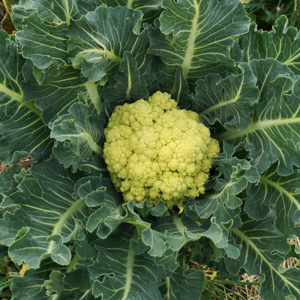 Brocoli Nine star perennial