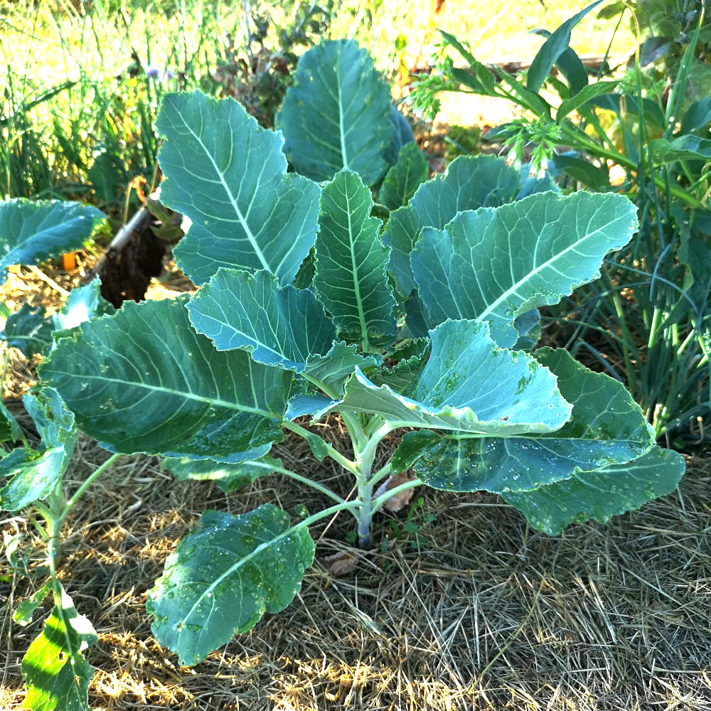 Brocoli Nine star perennial – Image 3