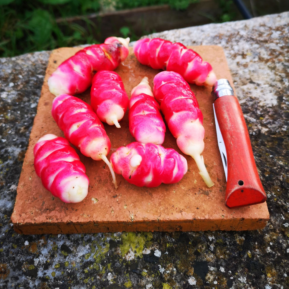 Oca du pérou 'Crimson & Gold' – Image 3