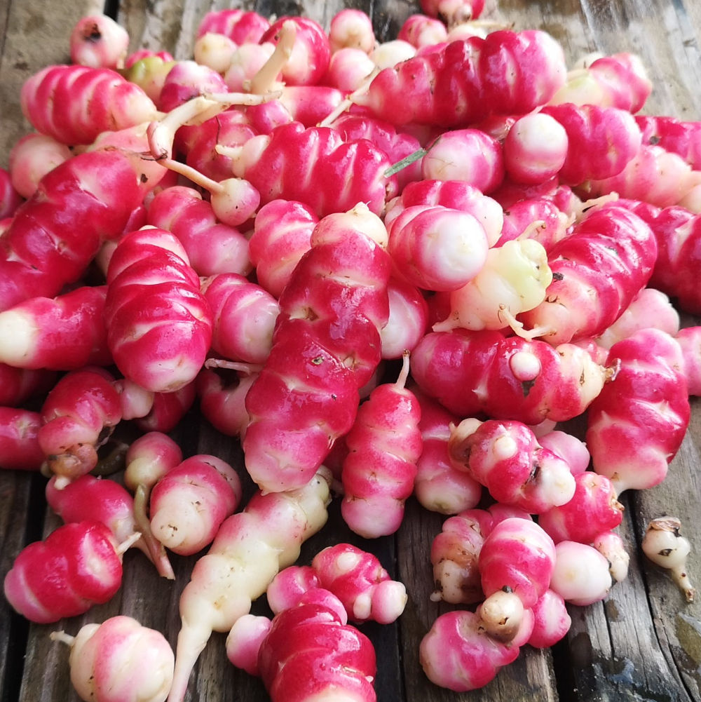 Oca du pérou 'Crimson & Gold' – Image 2