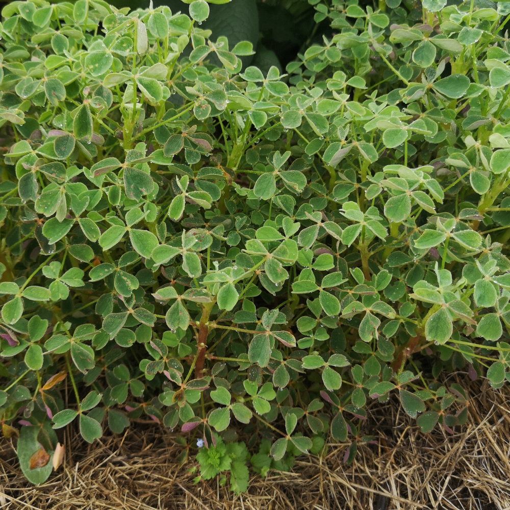 Oca du pérou 'Crimson & Gold'