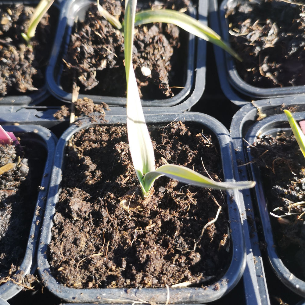 Poireau perpétuel Babington – Image 2