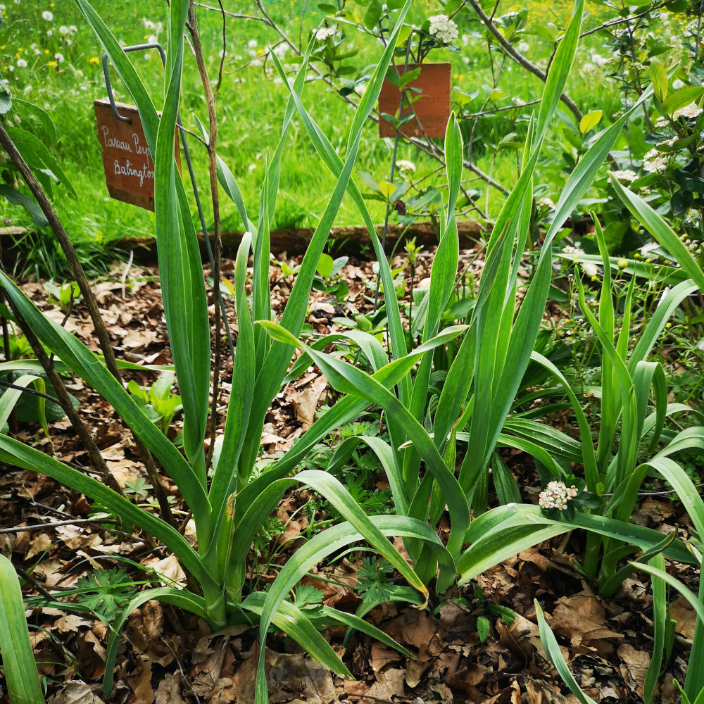 Poireau perpétuel Babington