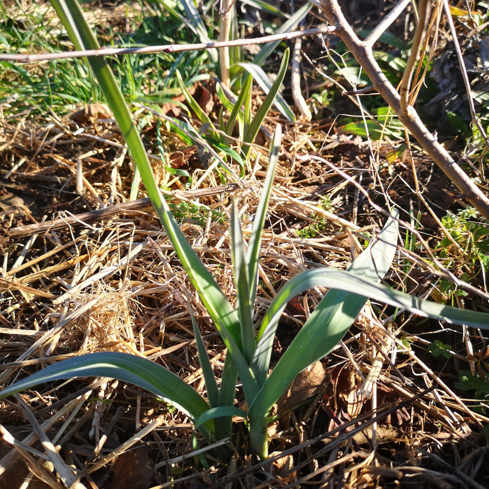 Poireau perpétuel Babington – Image 3